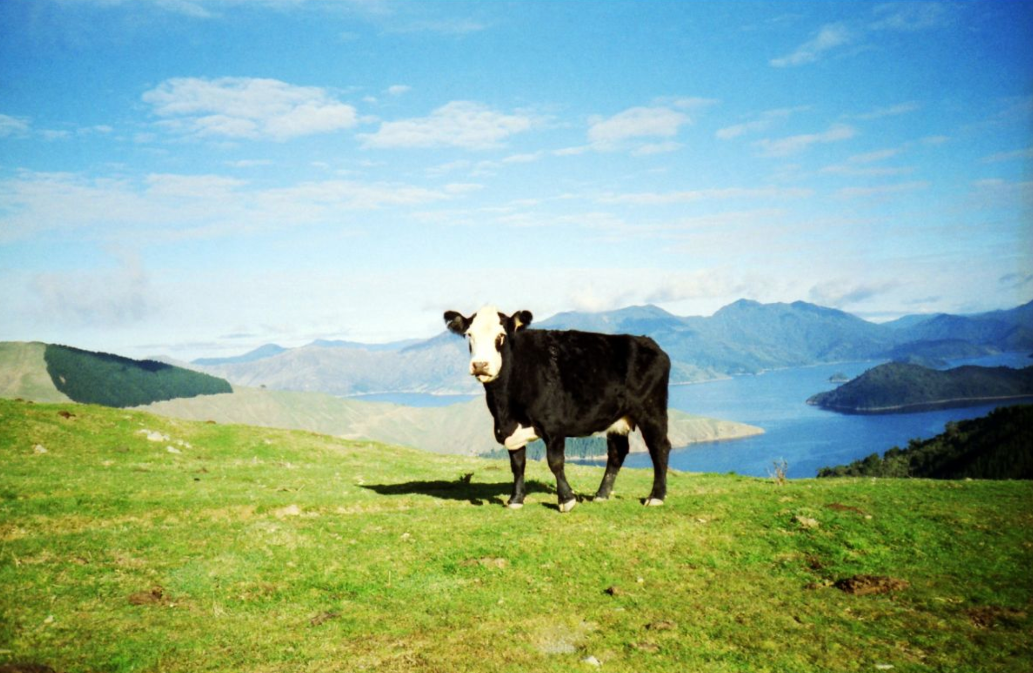 Lomography Color Negative 35 mm ISO 100 – Pack of 3 - Little-ish