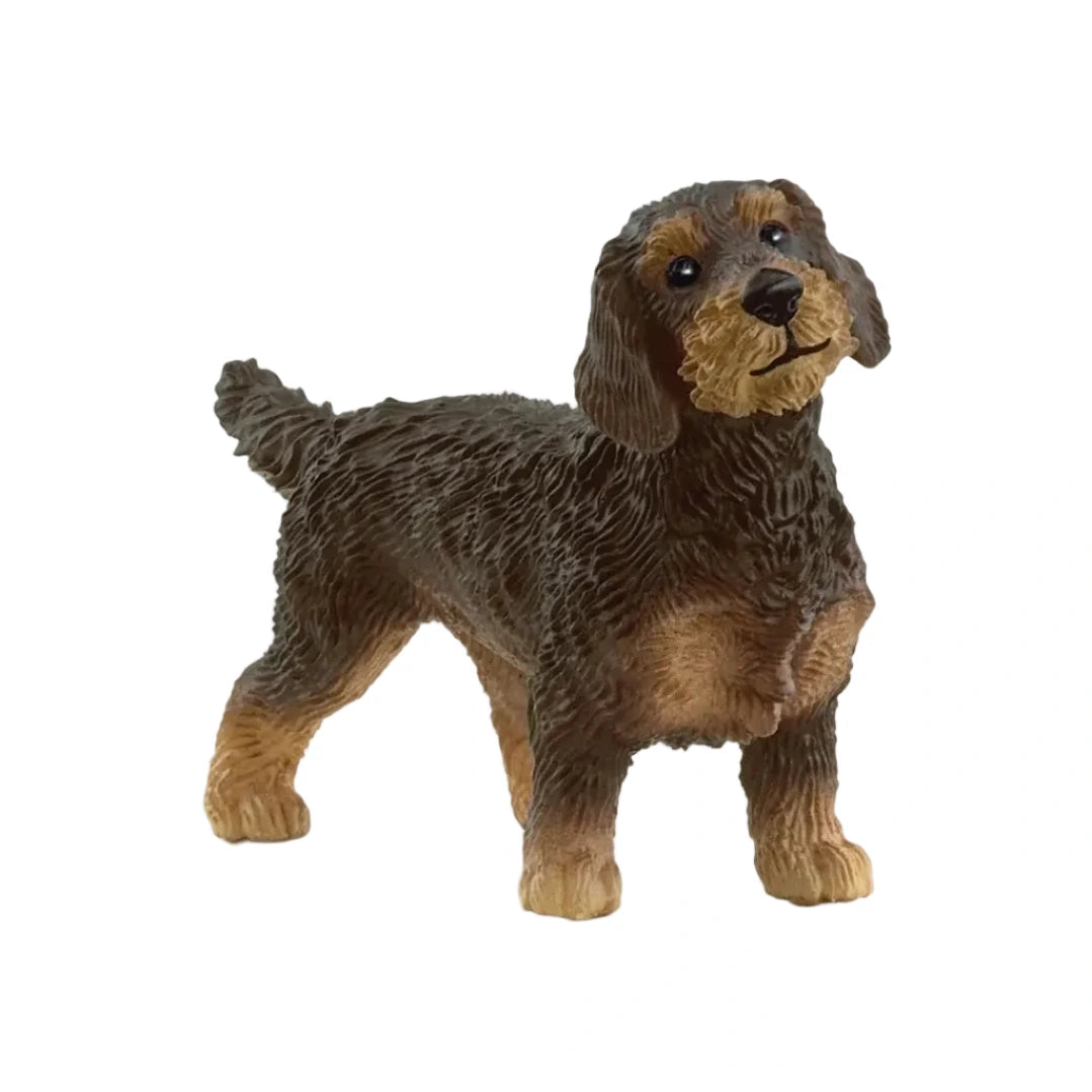 WIRE- HAIRED DACHSHUND DOG