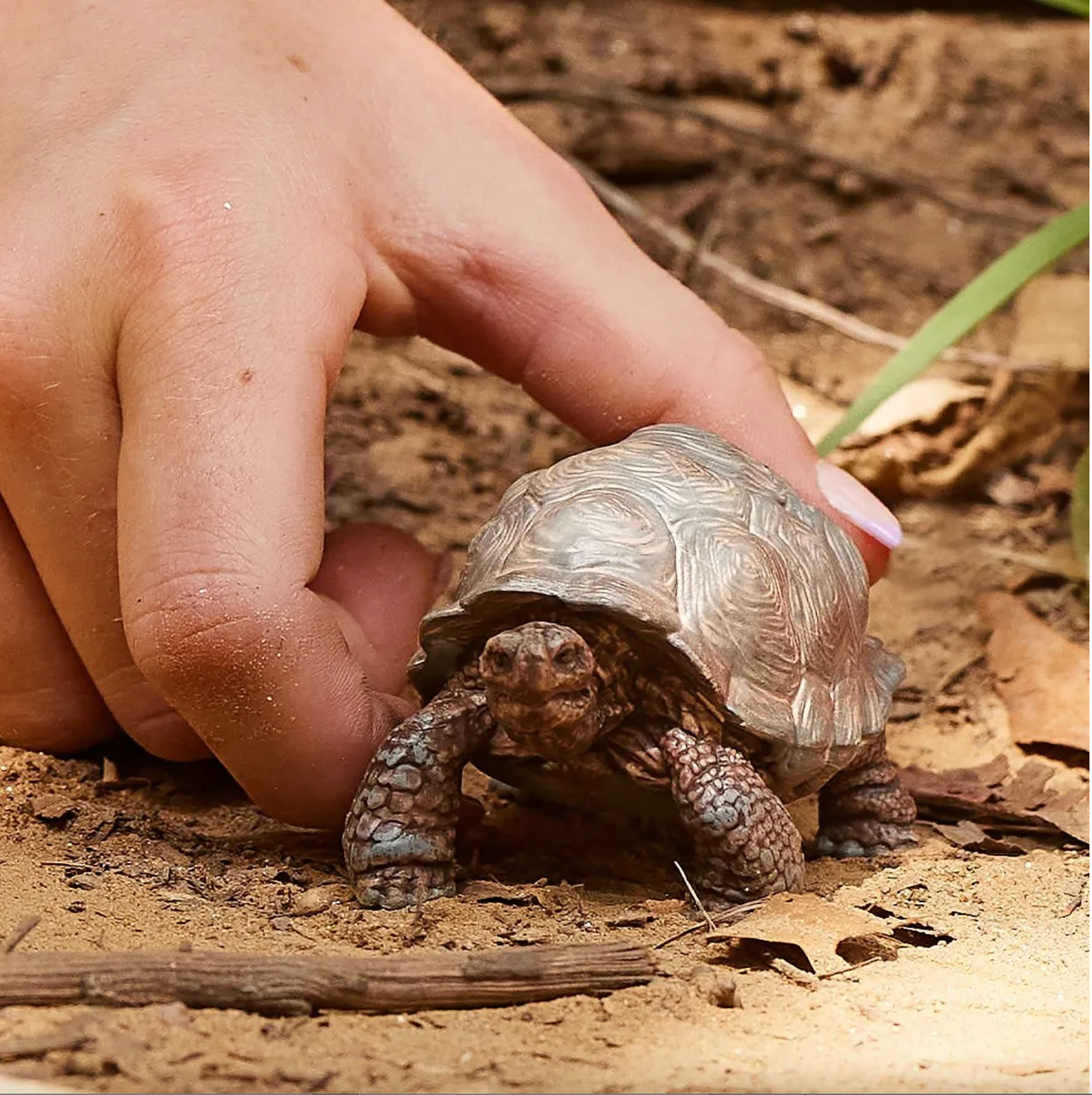 SCHLEICH GIANT TORTOISE - Little-ish