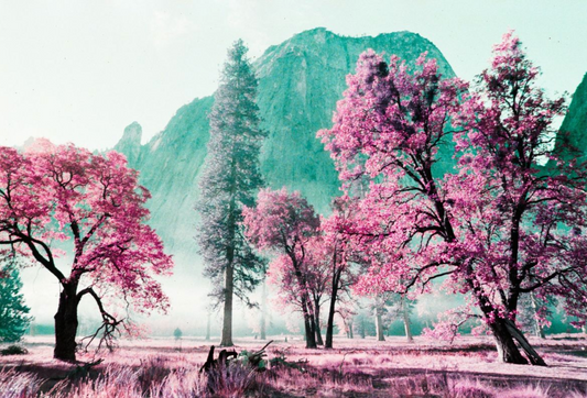 2021 LOMOCHROME PURPLE PETILLANT #% MM ISO 100-400
