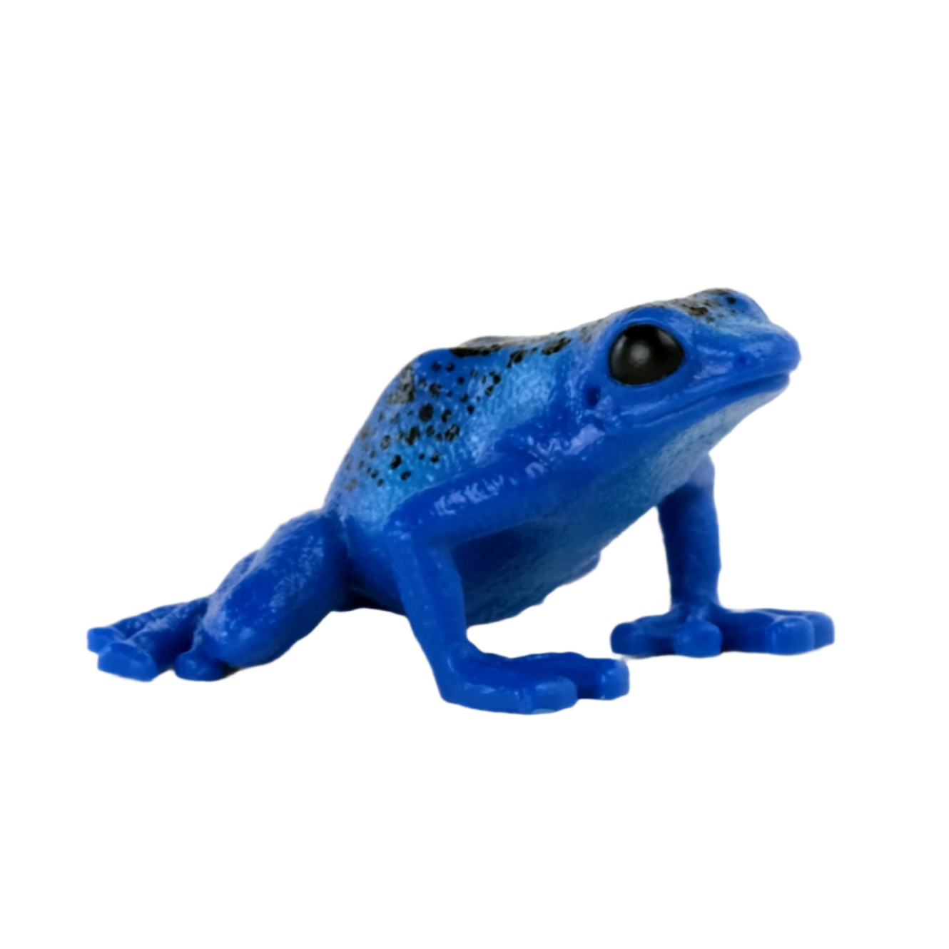 BLUE POISONDART FROG - Little-ish