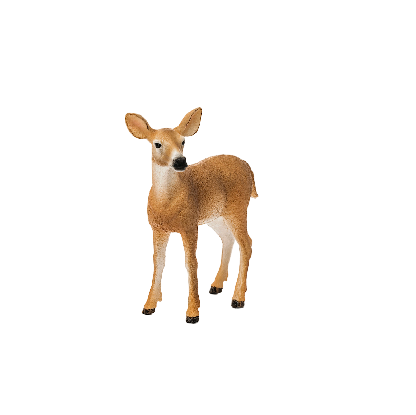 WHITE TAIL DOE - Little-ish