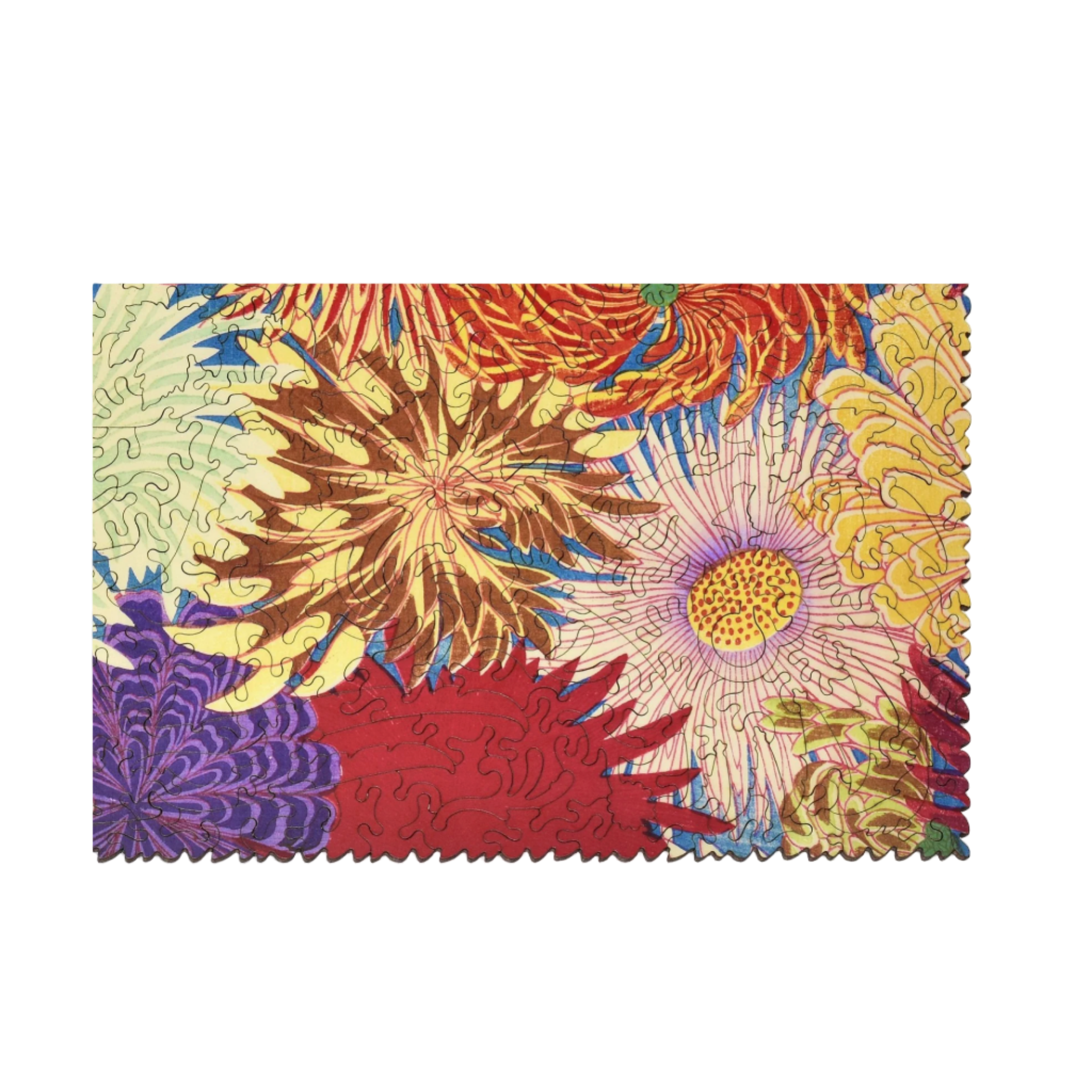 CHIYOGAMI CHRYSANTHEMUMS - Little-ish